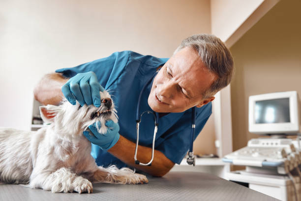Best Emergency Treatment for Dental Infections or Abscesses in Laconia, NH